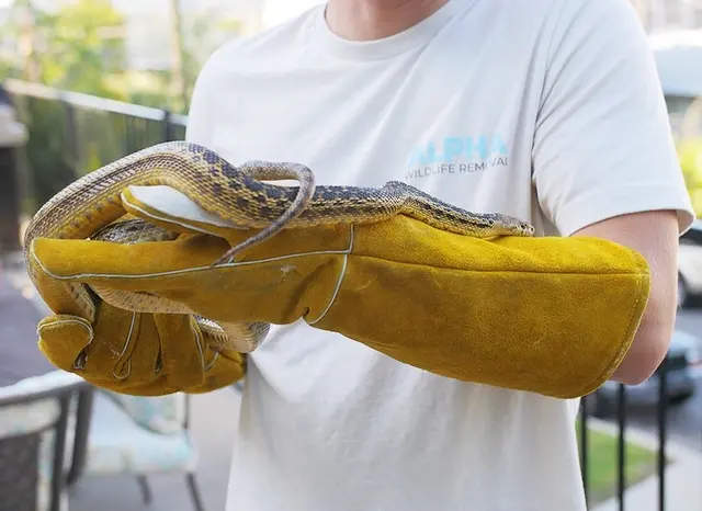 Alpha Wildlife Removal — photo from the business 3