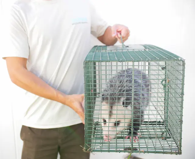 Alpha Wildlife Removal — photo from the business 10