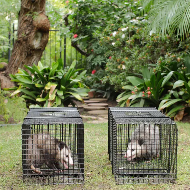 Alpha Wildlife Removal — photo from the business 2