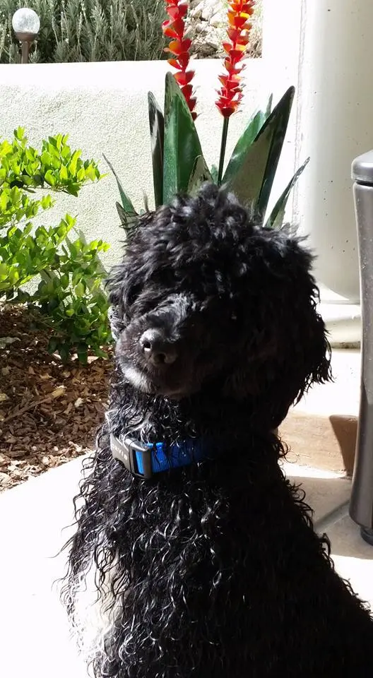 GreenShield Pest Control — customer photo 8