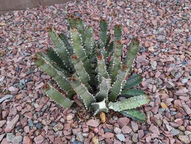 GreenShield Pest Control — customer photo 7