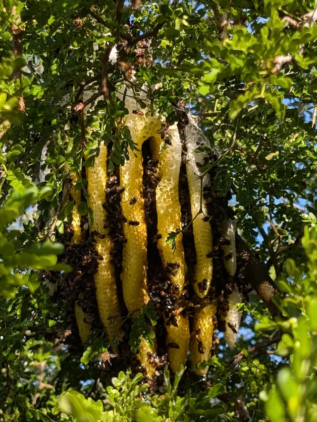 Swift Pest Solutions — photo from the business 11