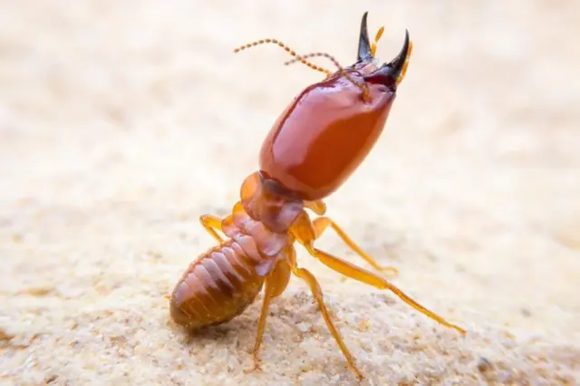 Pest Friends — photo from the business 6