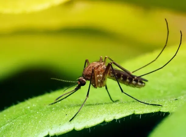Rigo Pest Prevention — photo from the business 12
