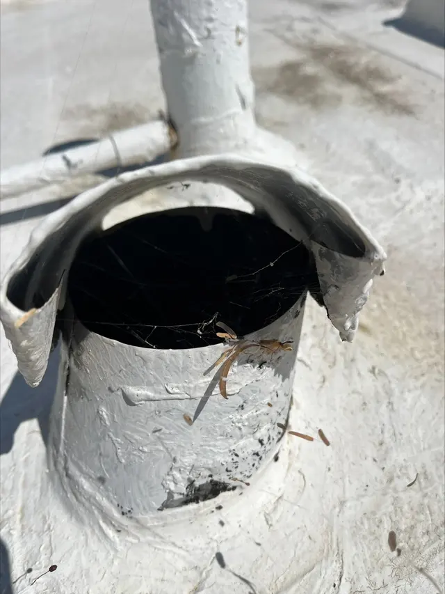 Responsible Pest & Scorpion Control — photo from the business 5