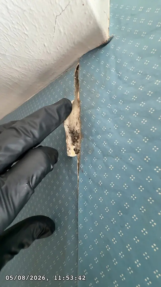 ProDetect Mold Inspection of Norwalk — photo from the business 3