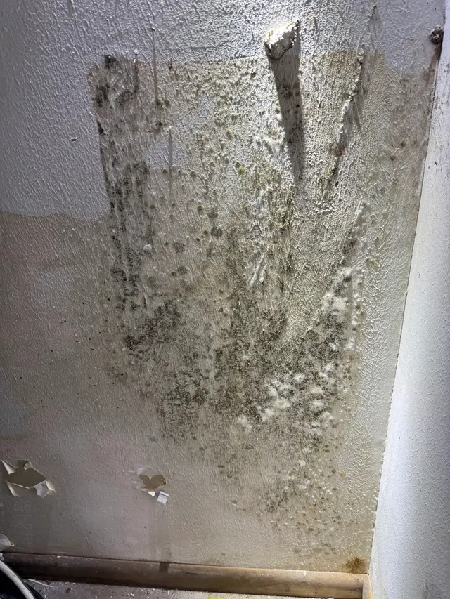 Air Quality Experts Mold Testing & Inspections — photo from the business 7