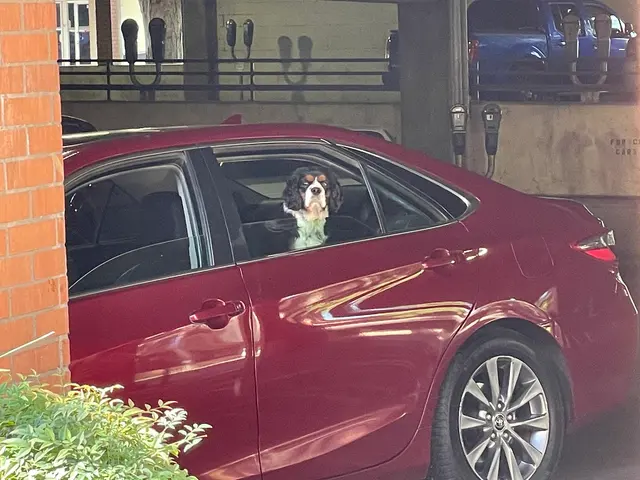 Chico Car Care — customer photo 12