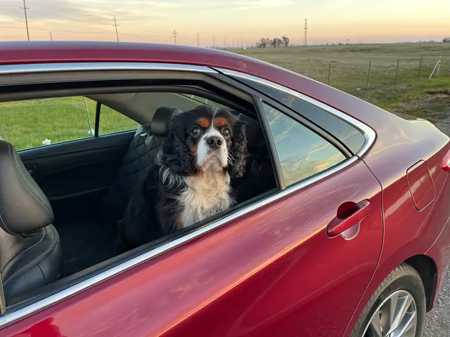 Chico Car Care — customer photo 7