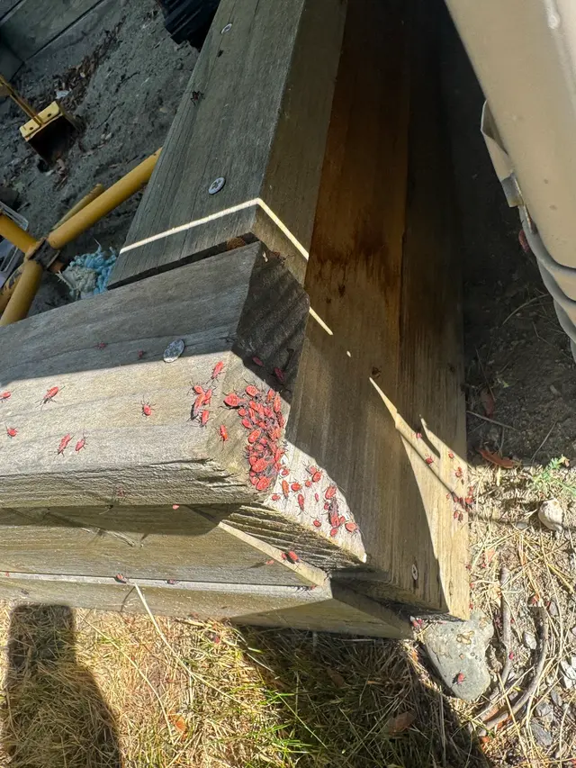 Spud Pest Control — photo from the business 12