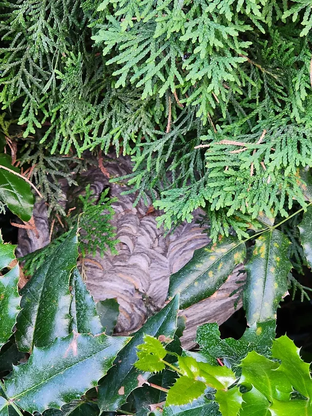 Crosstown Pest Control — customer photo 6
