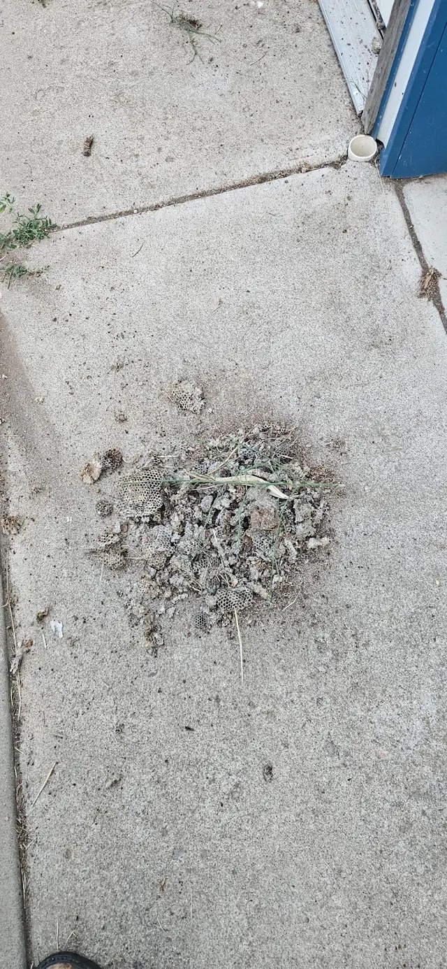 Insight Pest Solutions — customer photo 5