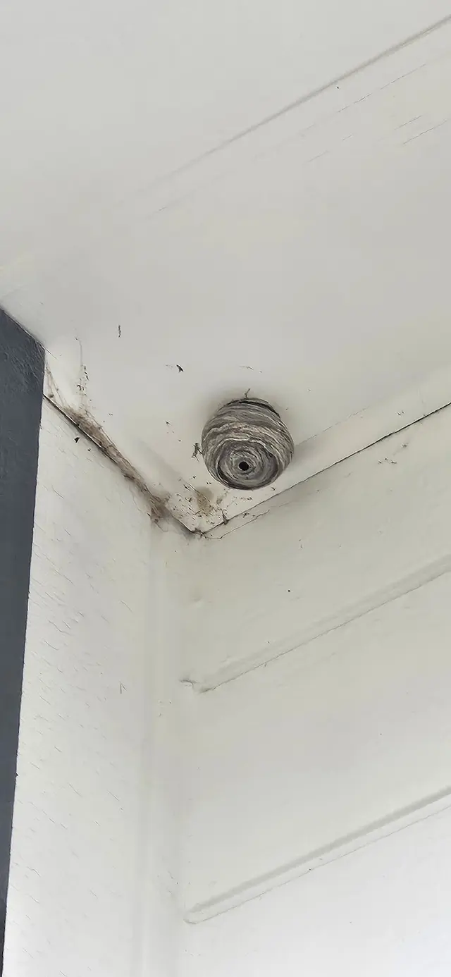 Insight Pest Solutions — customer photo 7