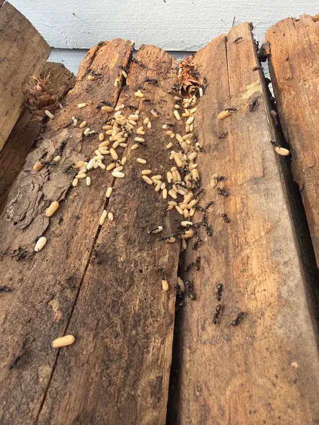 Backwoods Pest Control LLC — photo from the business 8