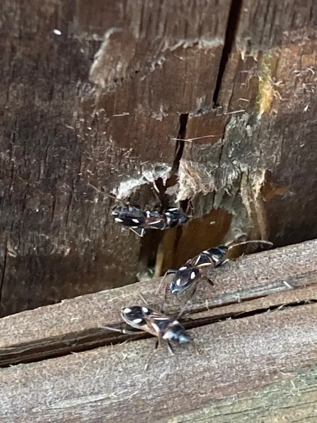 Backwoods Pest Control LLC — photo from the business 9