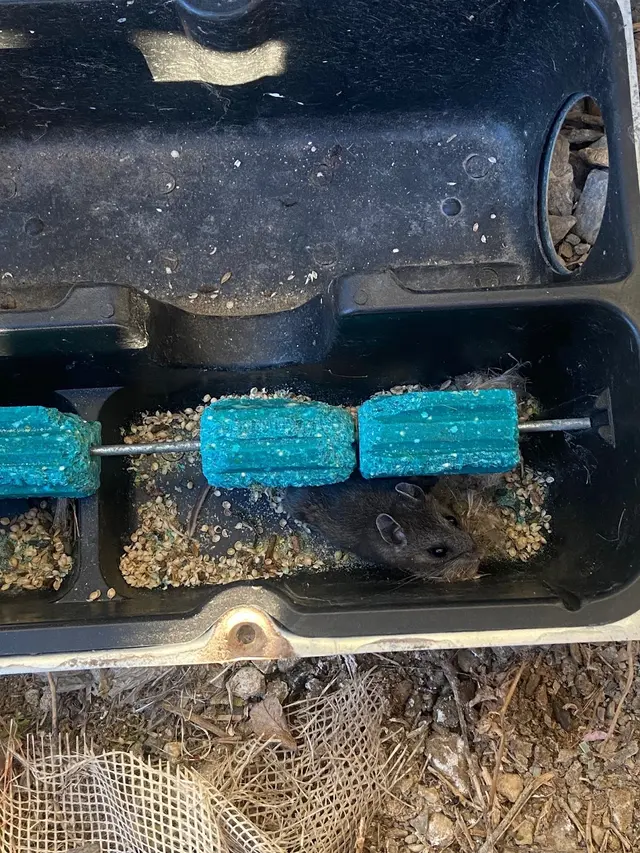 Backwoods Pest Control LLC — photo from the business 4