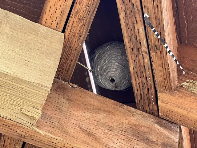 Backwoods Pest Control LLC — photo from the business 5