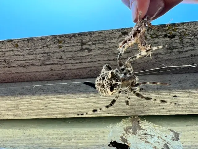 Backwoods Pest Control LLC — photo from the business 10