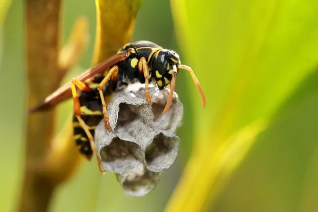 Backwoods Pest Control LLC — photo from the business 3