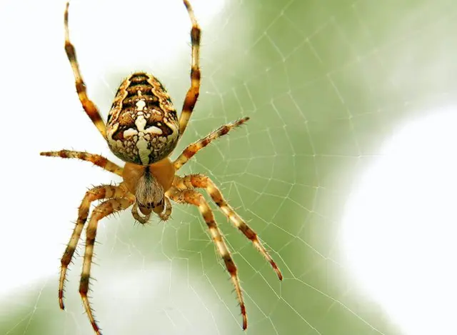 EcoTek Pest Control — photo from the business 6