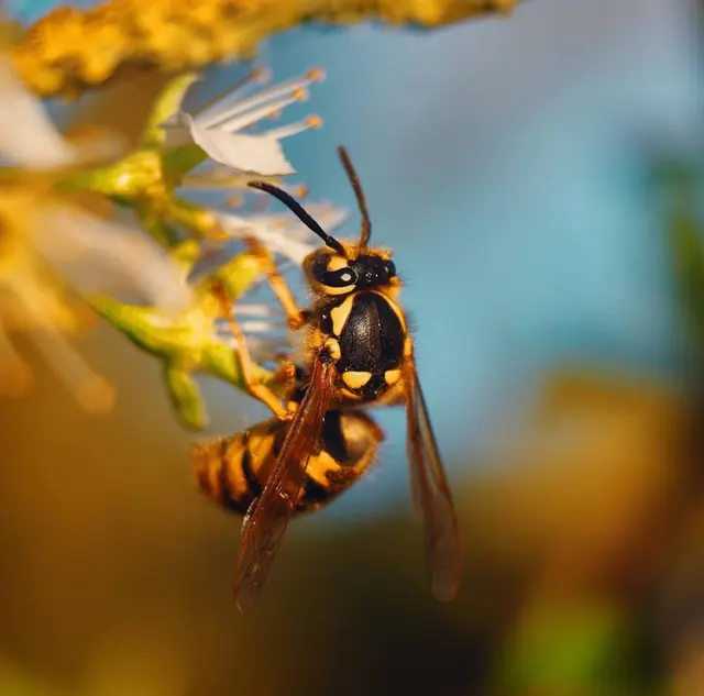 Organix Pest Control — customer photo 3