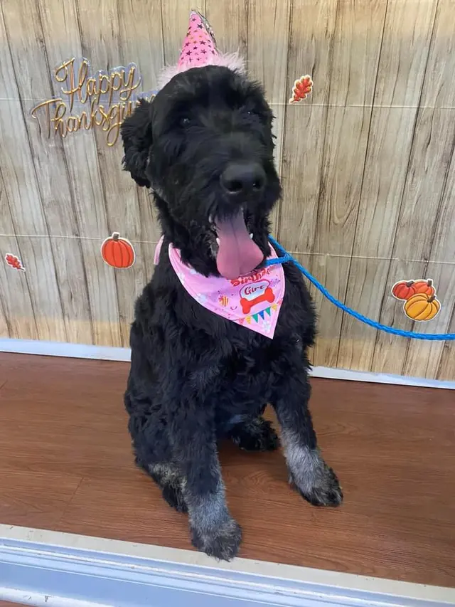 Piedmont Animal Hospital — customer photo 9