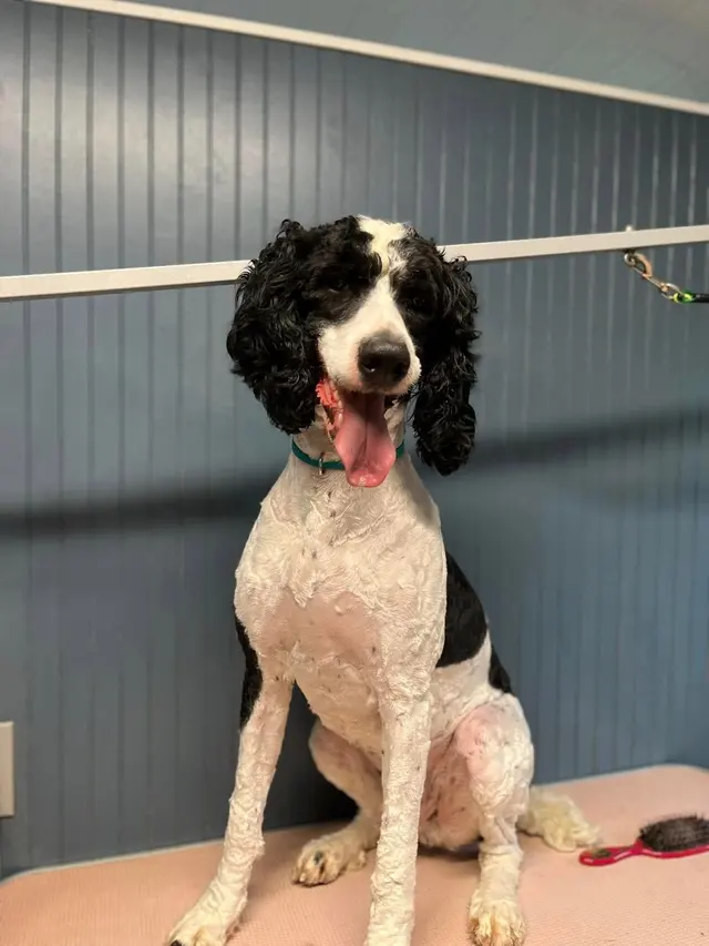 Piedmont Animal Hospital — customer photo 4