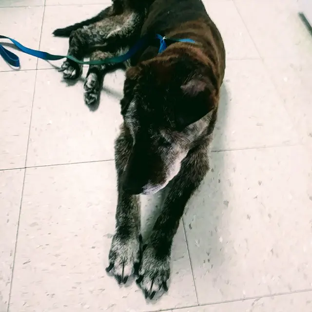 Piedmont Animal Hospital — customer photo 8