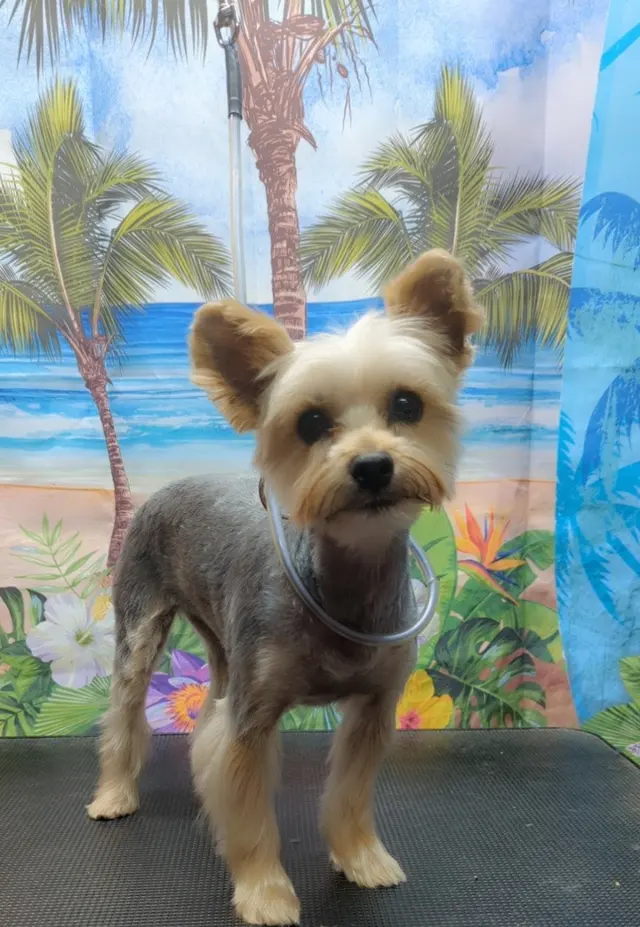Piedmont Animal Hospital — customer photo 2