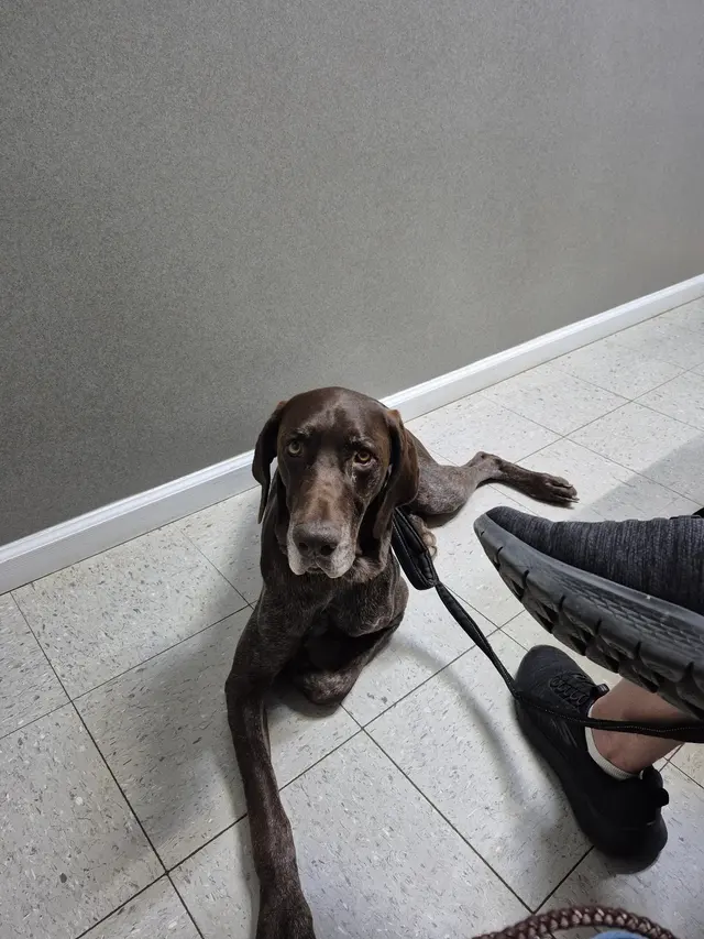 Piedmont Animal Hospital — customer photo 6