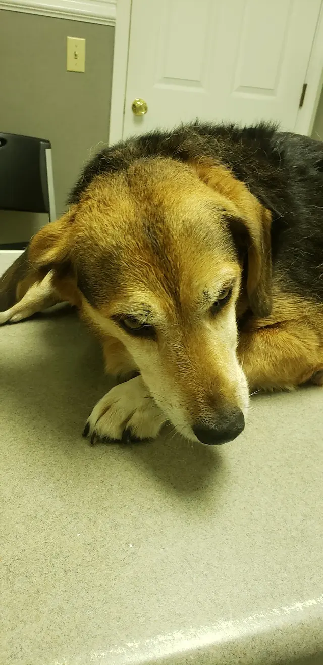 Piedmont Animal Hospital — customer photo 11
