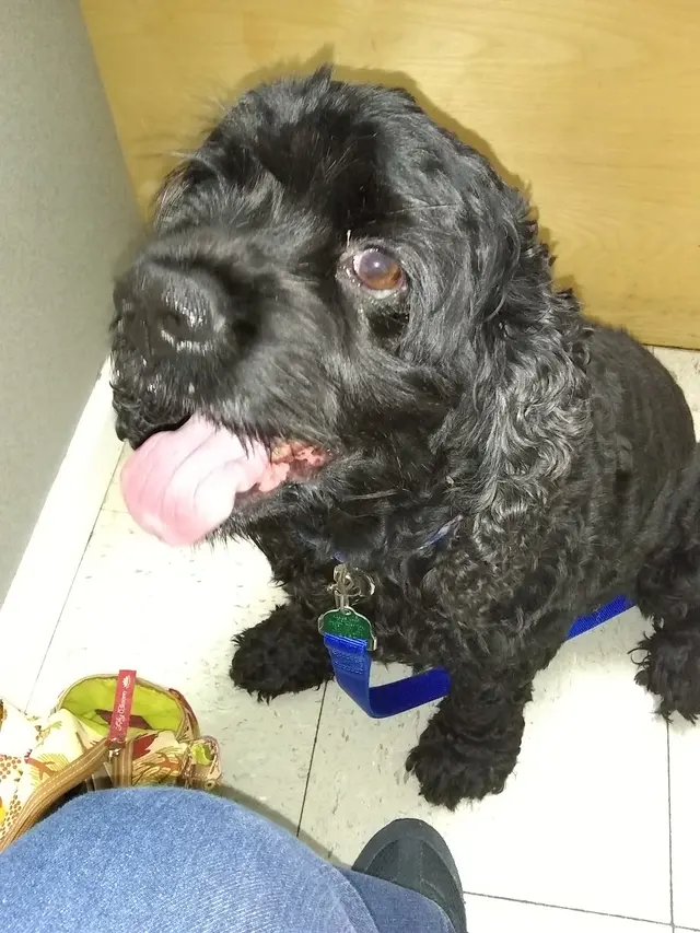 Piedmont Animal Hospital — customer photo 7
