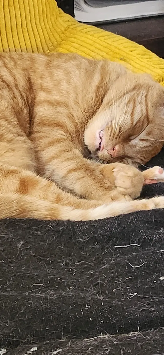 The Other Animal Hospital — customer photo 8