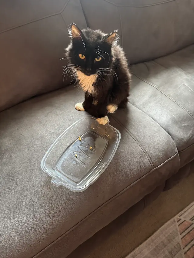 The Other Animal Hospital — customer photo 5