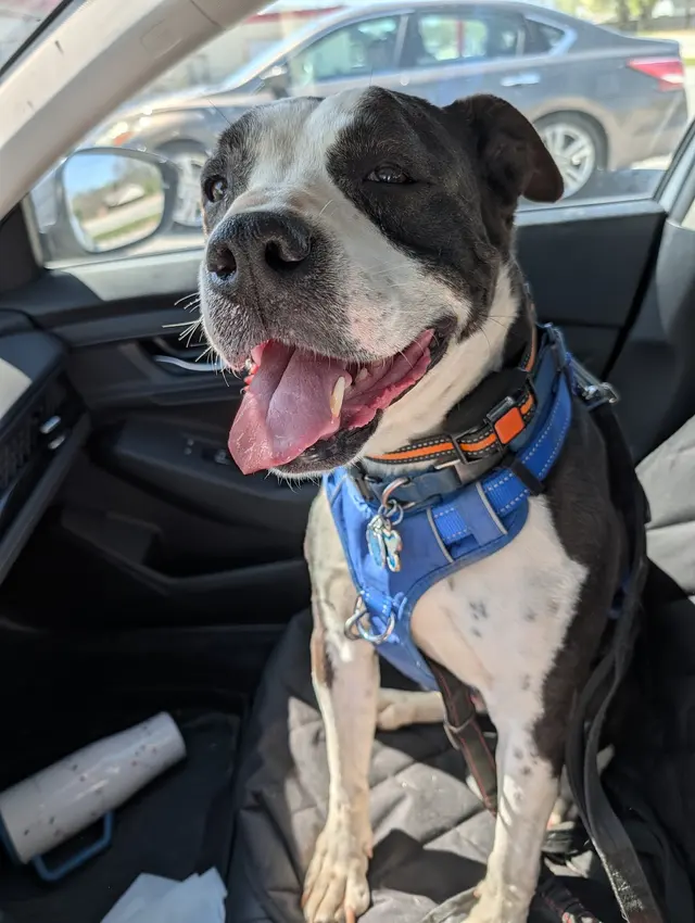 The Other Animal Hospital — customer photo 11
