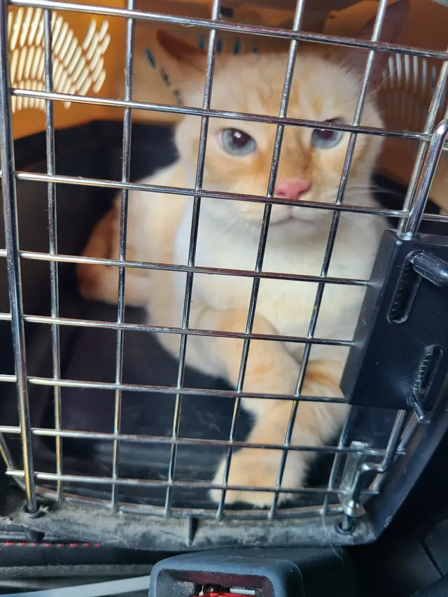 Elite Animal Hospital — customer photo 8