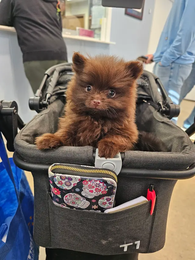 Elite Animal Hospital — customer photo 5