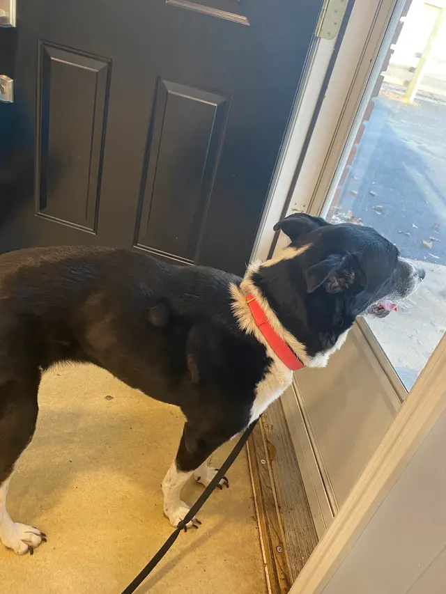Elite Animal Hospital — customer photo 2