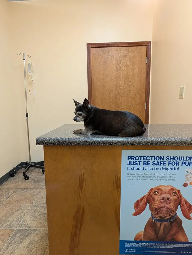 Veterinary Consultants Inc — customer photo 4