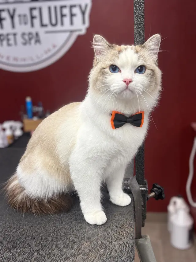 Scruffy To Fluffy Pet Spa — photo from the business 2