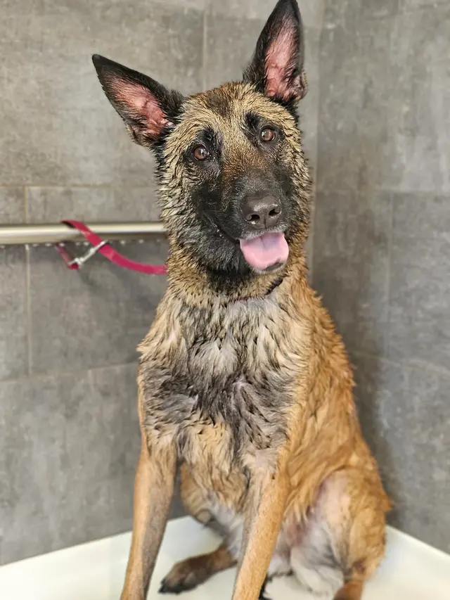 Scruffy To Fluffy Pet Spa — photo from the business 11