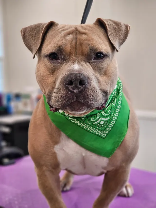 Scruffy To Fluffy Pet Spa — photo from the business 6