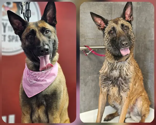 Scruffy To Fluffy Pet Spa — photo from the business 3