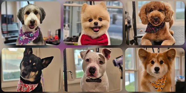 Scruffy To Fluffy Pet Spa — photo from the business 1