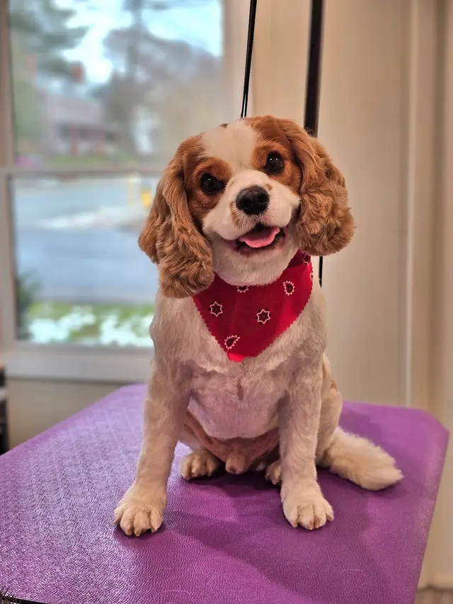 Scruffy To Fluffy Pet Spa — photo from the business 5