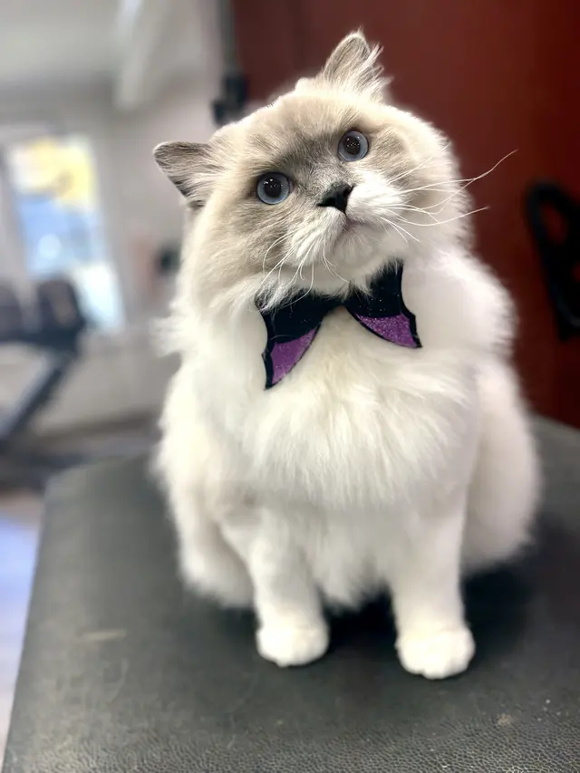 Scruffy To Fluffy Pet Spa — customer photo 12