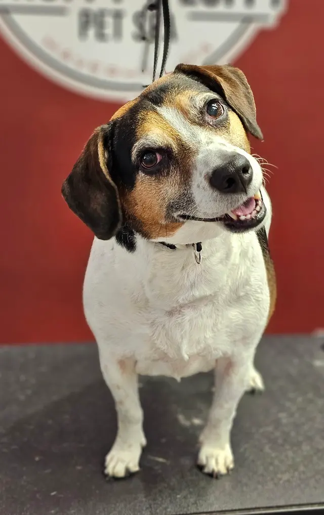 Scruffy To Fluffy Pet Spa — photo from the business 9