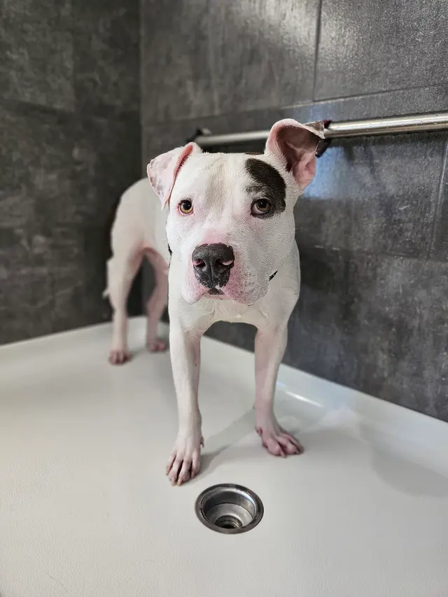 Scruffy To Fluffy Pet Spa — photo from the business 4