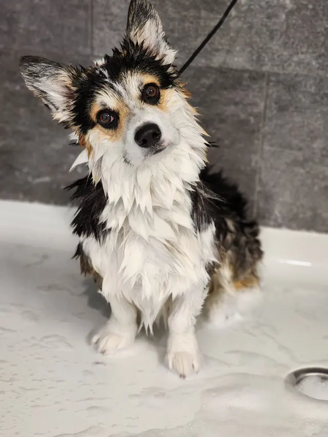 Scruffy To Fluffy Pet Spa — photo from the business 8