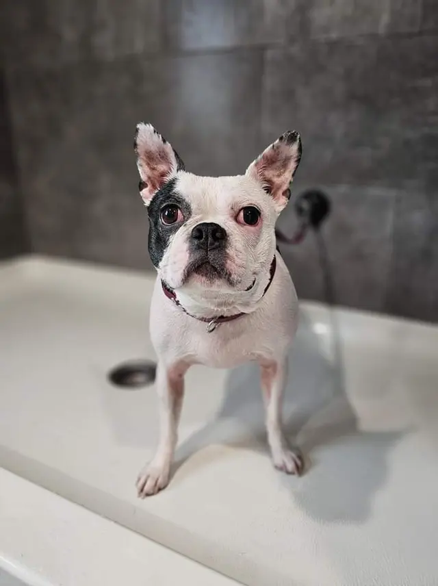 Scruffy To Fluffy Pet Spa — photo from the business 10